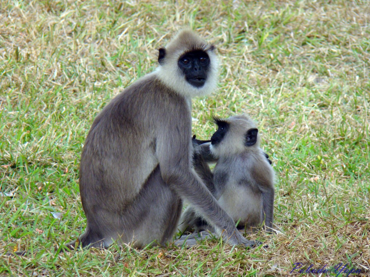 Semnopithecus